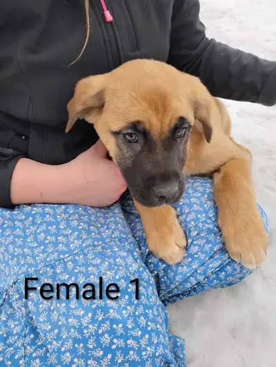 Adorable Saint Bernard/APBT mix puppies, View more