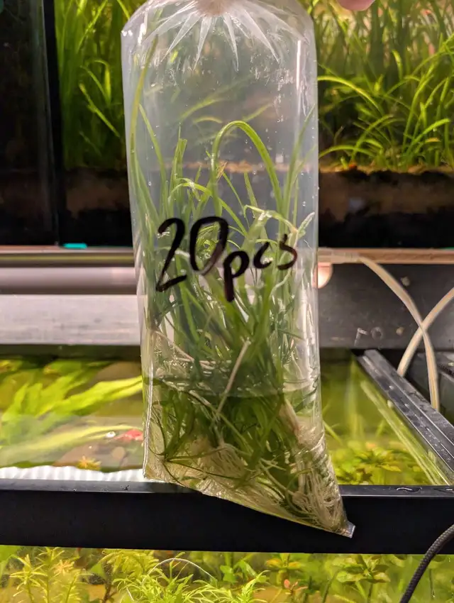 Dwarf Sagittaria in Fish for Rehoming in Kitchener / Waterloo - Image 4