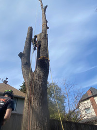 Tree removal and services