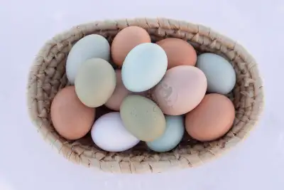 Farm Fresh Eggs & Hatching Eggs – Rainbow Colours, View more