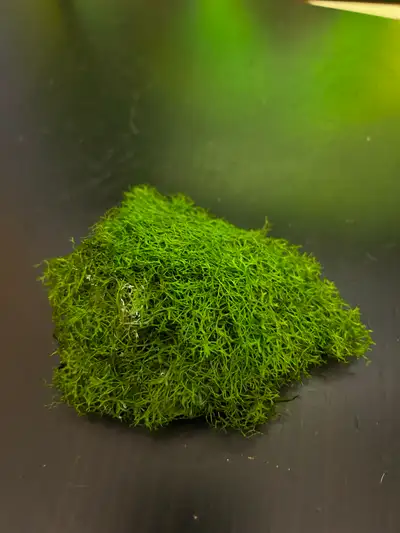 Plante riccia fluitans pour aquarium, View more