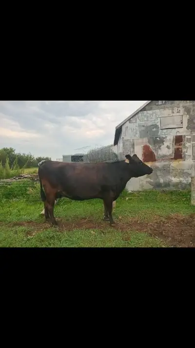 bred cow for sale , View more