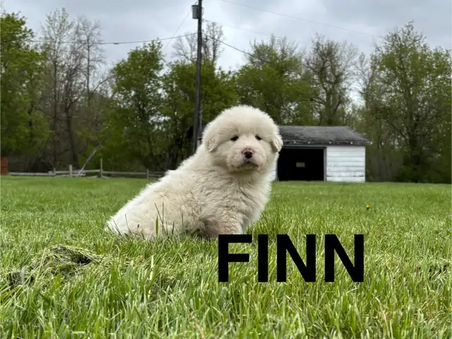 Great Pyrenees/Alaskan Malamute Puppies in Dogs & Puppies for Rehoming in Portage la Prairie - Image 7