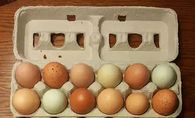 Hatching Eggs! We have Fertile Chicken Eggs for hatching . , View more