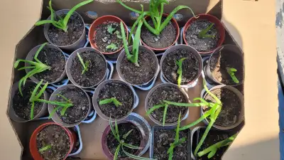 PLANTS  PRICE FIRM CASH ONLY KELLIGREWS PIC UP ONLY, View more