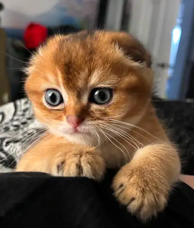 Nous proposons à la vente un magnifique chaton mâle Scottish Fold de couleur dorée, de pure race. Il...
