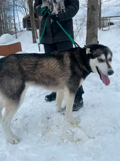 Adult huskies looking for a good home, View more