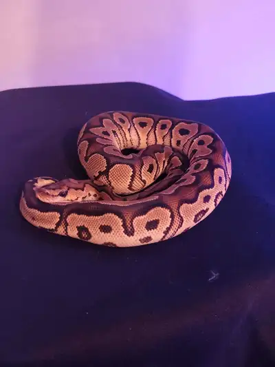 Female Yellowbelly Clown Ball Python, View more