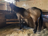 Pouliche buckskin