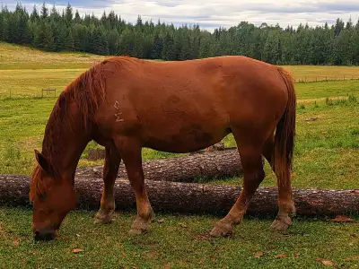 Suffolk Punch Mare, View more