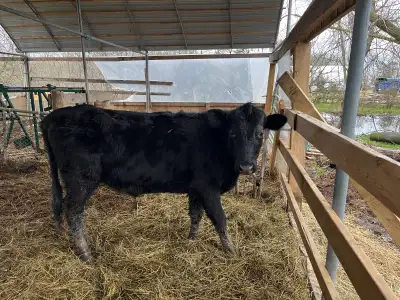 Yearling Heifer, View more