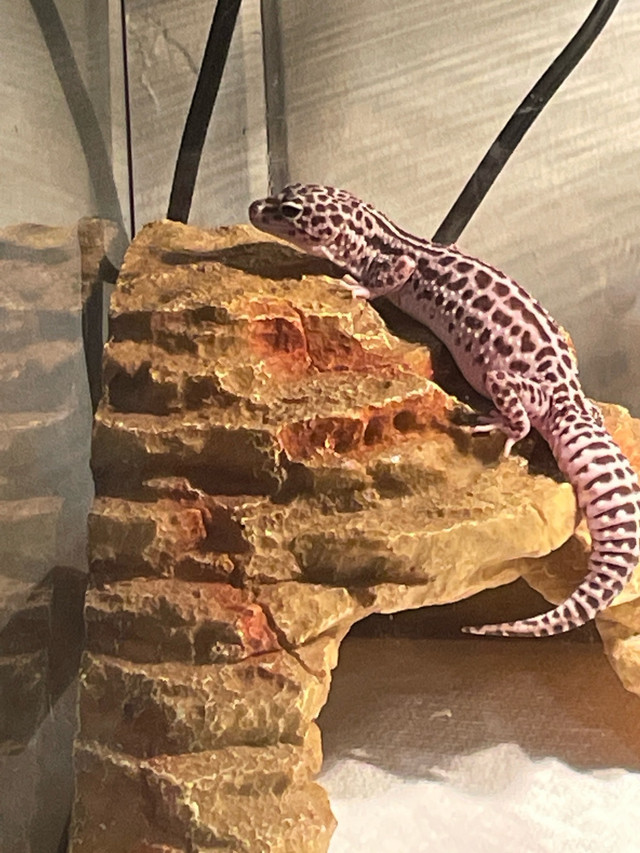 Adult Female Leopard Gecko in Reptiles & Amphibians for Rehoming in Vancouver - Image 3