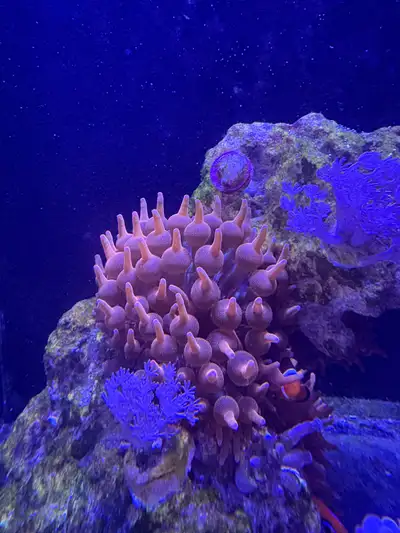 Red rose rainbow bubbletip anemone coral reef healthy, View more