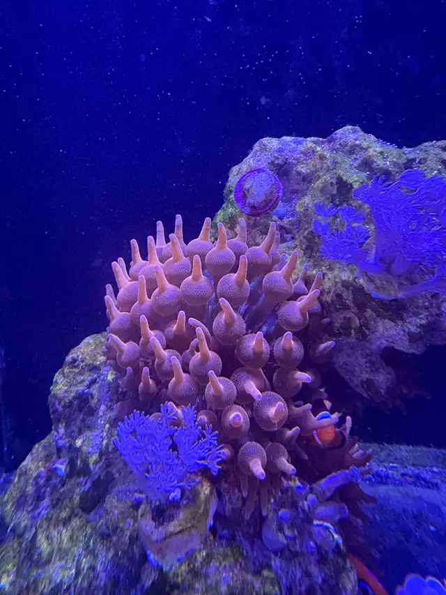 Red rose rainbow bubbletip anemone coral reef healthy in Fish for Rehoming in Markham / York Region - Image 2