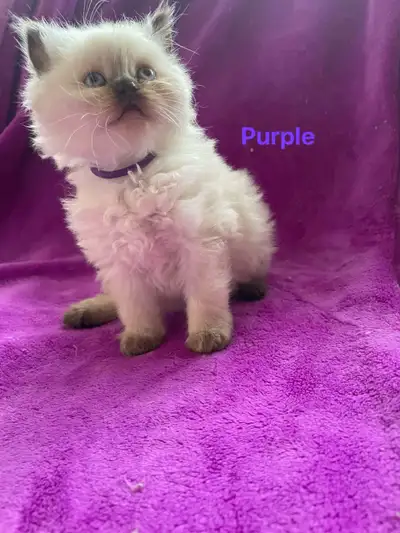I male 3 female Himalayan kittens available, well socialized and litter trained. They come with firs...