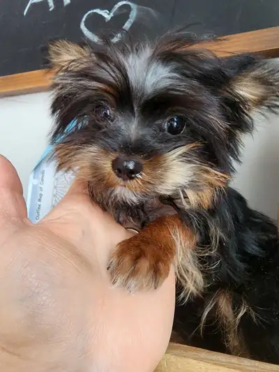 Purebred Yorkshire Terrier puppy, MALE, View more