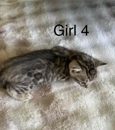 Purebred Bengal Kittens, View more