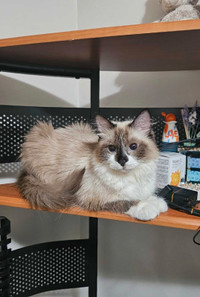 Cat "RAGDOLL" breed 