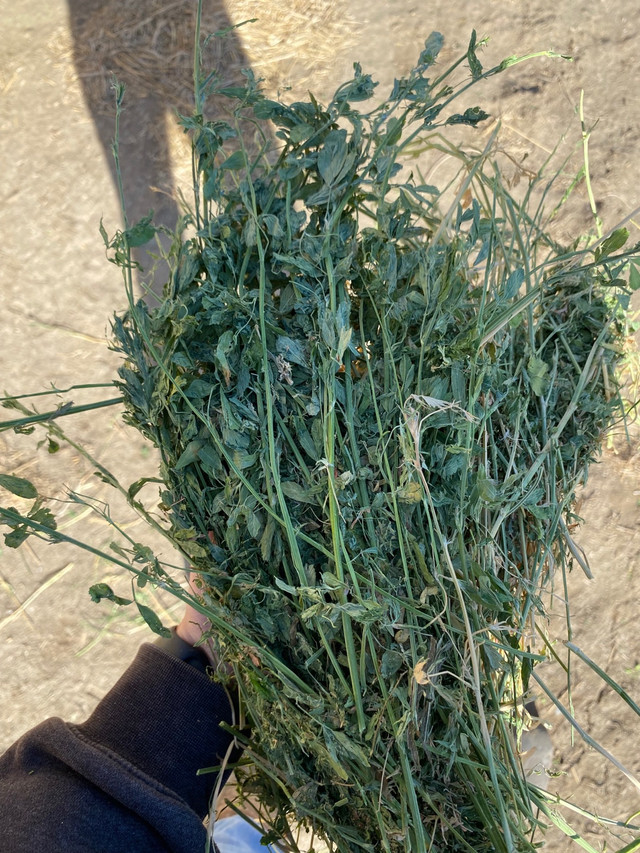 2nd Cut Alfalfa Hay in Livestock in Medicine Hat - Image 2