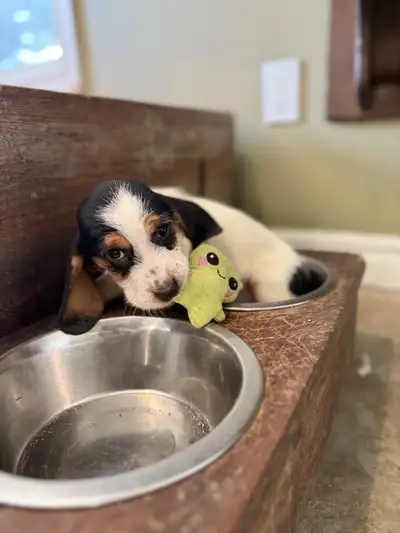 Basset Hound Puppies (PBGV crosses), View more
