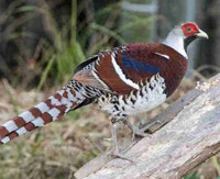 elliot pheasant breeding pair 