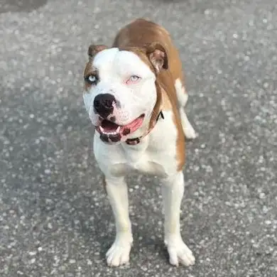 Ozzy Osbourne - Sweet Bully Seeking Forever Home, View more