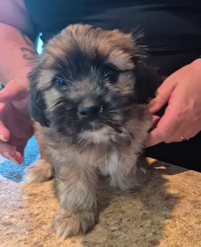 shihpoo puppies, View more