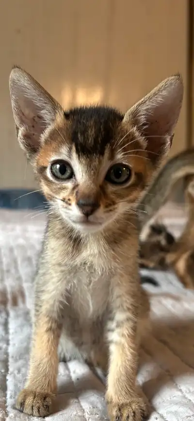 chaton abyssin lièvre à vendre, View more