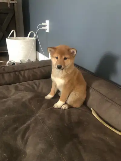 We have a litter of Shibas ready for their new homes now. They have been vet checked, had their firs...