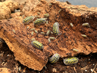 Armadillidium Gestroi Isopod, View more