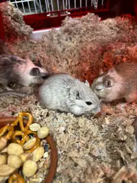3 Gerbils and Cage