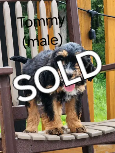 Cockapoo/ Collie puppies!, View more