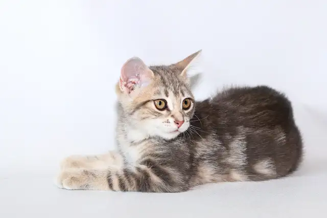 Adorable petit chaton femelle • croisée Bengal in Cats & Kittens for Rehoming in Lévis - Image 3