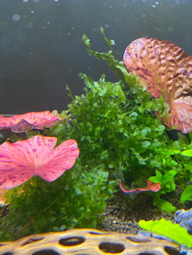 Aquarium plants in Fish for Rehoming in City of Halifax - Image 2