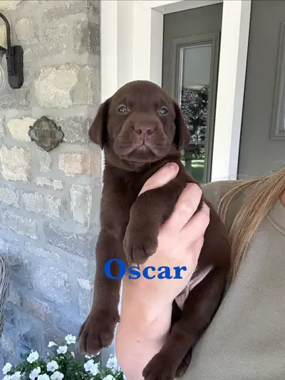 Beautiful Black, Chocolate & Red Lab Puppies for Sale, View more