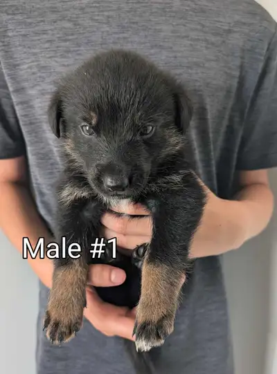 German Shepherd Labrador Pups for Sale at low price, View more