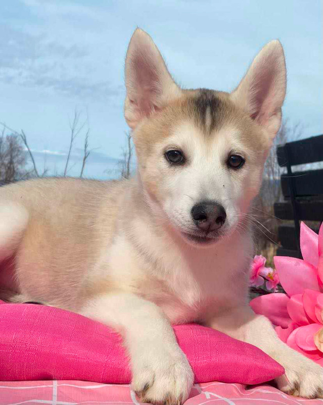 2 Beautiful Pomsky (Husky X Pomeranian) puppies in Dogs & Puppies for Rehoming in Penticton - Image 2