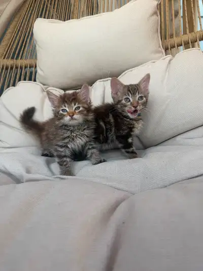 Adorable Kittens, View more
