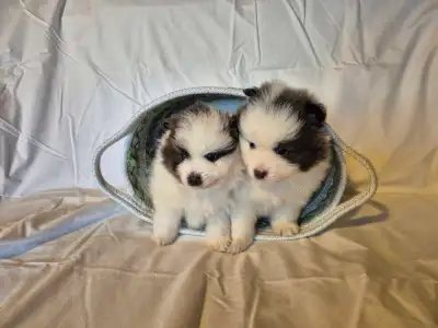 Beautiful pomeranian puppies, View more