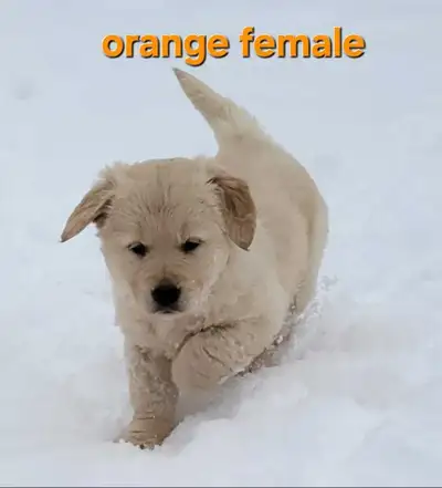 Purebred Golden Retriever Puppies For Sale, View more