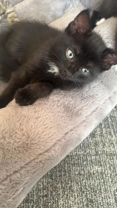 Cute Black Kitten Ready for Adoption, View more