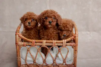 Toy Poodle Puppies Available, View more