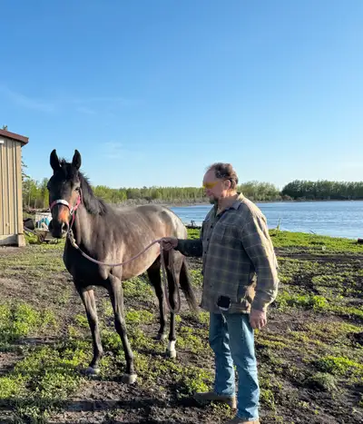 Warmblood Horse for sale, View more