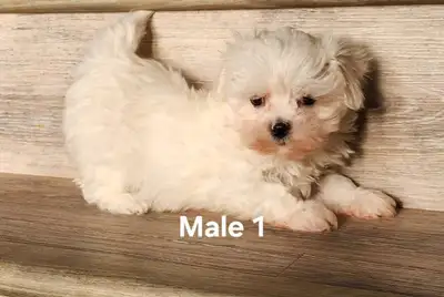 We have 2 adorable pure male Maltese puppies available and they're ready to go. Puppies are raised i...