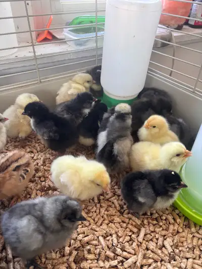 Day Old Chicks, View more
