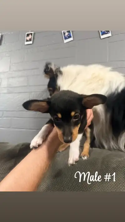 Shelti-Chi’s (Sheltie × Chihuahua - Rare Mix), View more