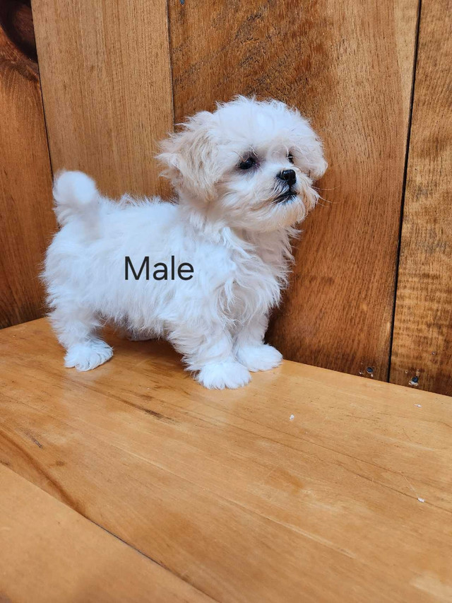Shih Tzu/ Bichon  in Dogs & Puppies for Rehoming in Pembroke