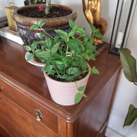 Lush green inch plant houseplant & ceramic planter *pending