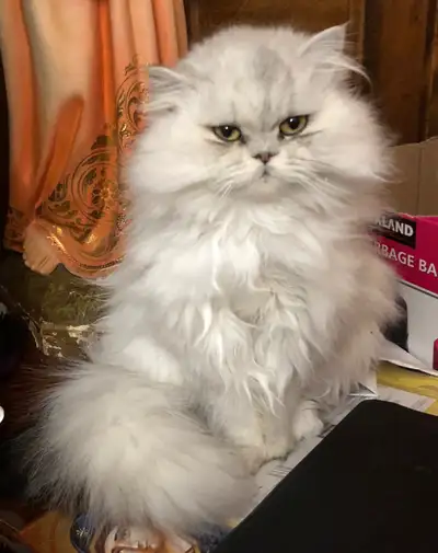 Nous avons un beau chaton (10 mois) Shaded Silver super gentil et adorable. Il est $450. Nous avons...