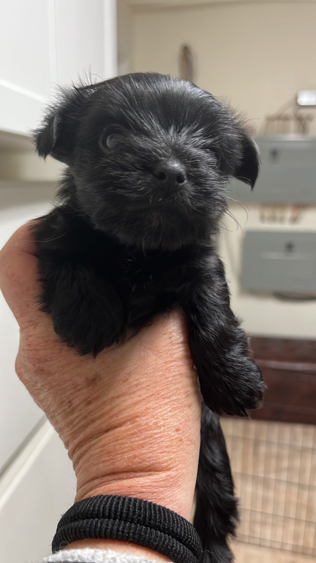 Quality Canadian teacup doll face yorkies Dogs & Puppies for Rehoming